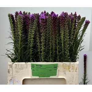 LIATRIS SPICATA