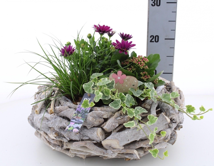 <h4>ARR TUINPLANTEN</h4>