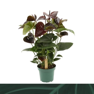 Anthurium (Andreanum Grp) Essencia
