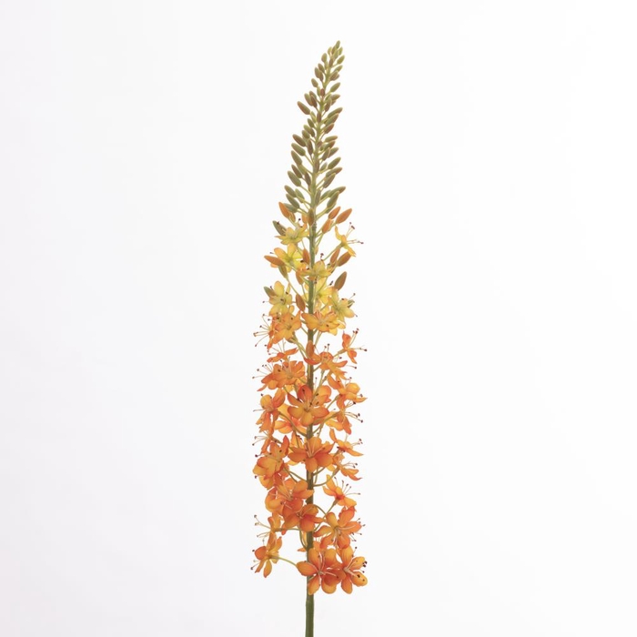 <h4>Af Eremurus L107cm Orange</h4>