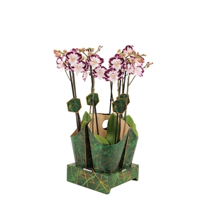 Signature Golden Nature Cover Phal Lilo 2T16+