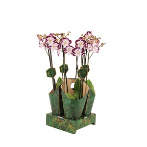 Signature Golden Nature Cover Phal Lilo 2T16+