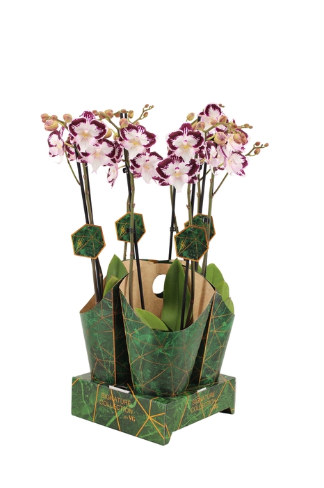 <h4>Signature Golden Nature Cover Phal Lilo 2T16+</h4>