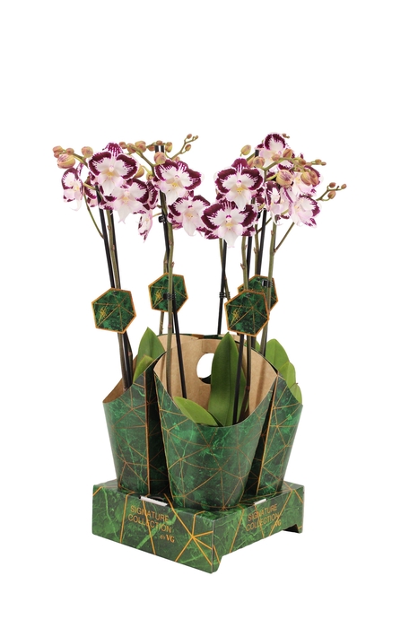 <h4>Signature Golden Nature Cover Phal Lilo 2T16+</h4>