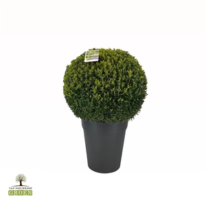 Buxus sempervirens Bol 60