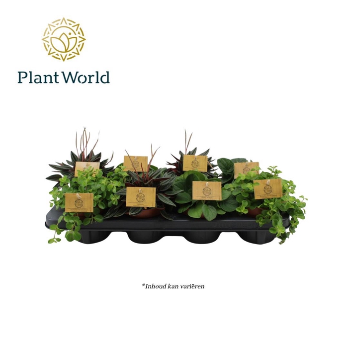 <h4>Peperomia   ...mix</h4>