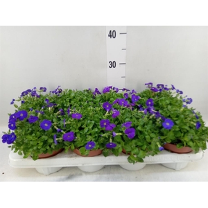 Aubrieta gracilis 'Kitte'