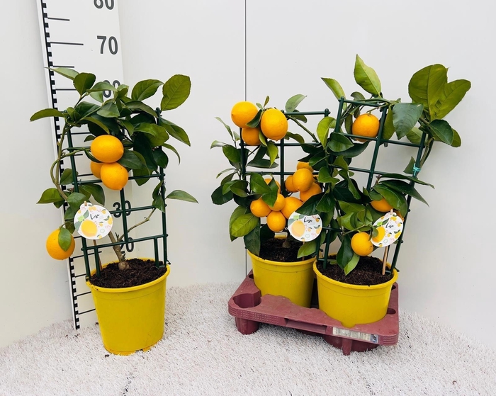 <h4>CITR MEYERI MEYER</h4>