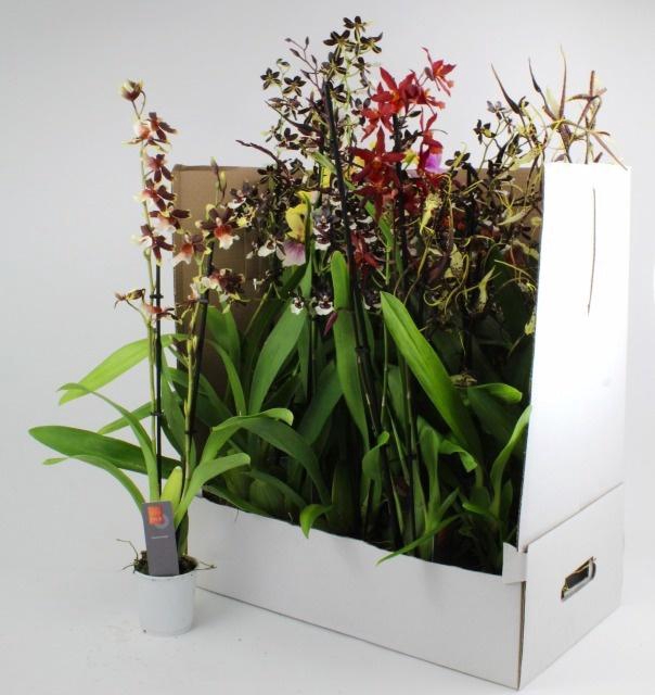 <h4>ORCHIDEEEN GEM</h4>