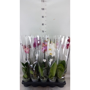Phalaenopsis   ...