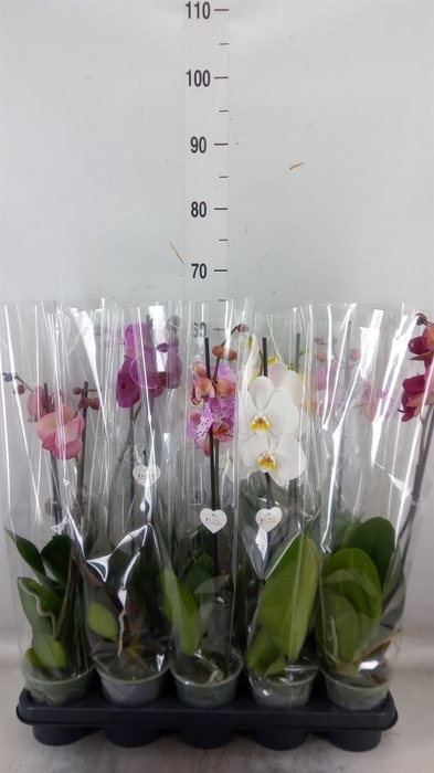 <h4>Phalaenopsis   ...</h4>