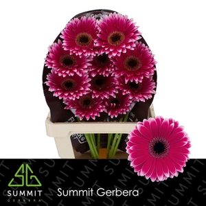 Gerbera Nuance Flowerracket