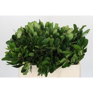 Pittosporum Nurit (per stem)