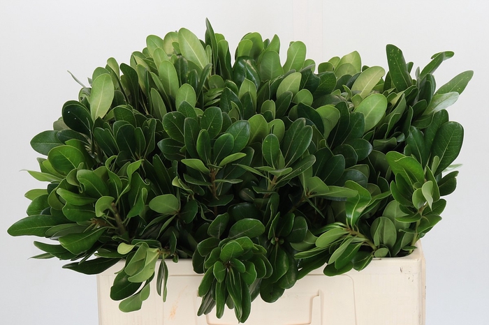 <h4>Pittosporum Nurit (per stem)</h4>