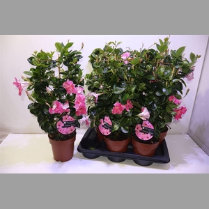 Mande Sun Velvet Rose