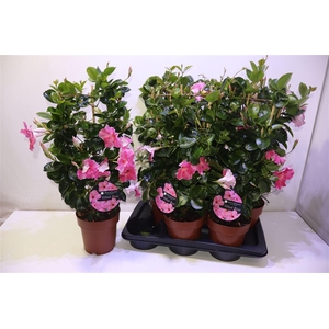 Mande Sun Velvet Rose