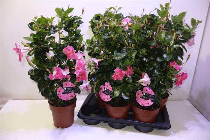 <h4>Mande Sun Velvet Rose</h4>