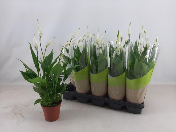 <h4>SPATH TORELLI</h4>