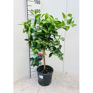 Citrus aurantifolia Lime on stem