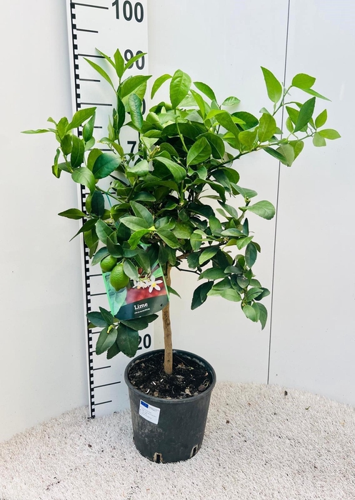 <h4>Citrus aurantifolia Lime on stem</h4>