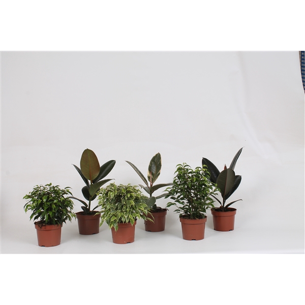 <h4>Ficus overig gemengd 6 soorten</h4>