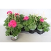Pelargonium peltatum Mariska (Violet-White)