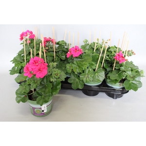 Pelargonium peltatum Rita (Deep Rose)