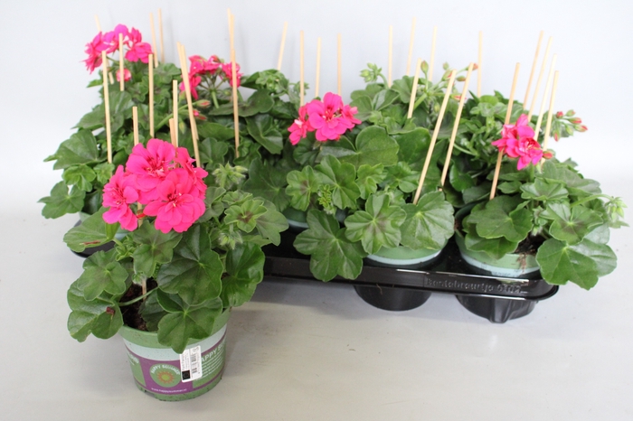 <h4>Pelargonium peltatum Rita (Deep Rose)</h4>