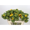 Helianthus Orange Fire