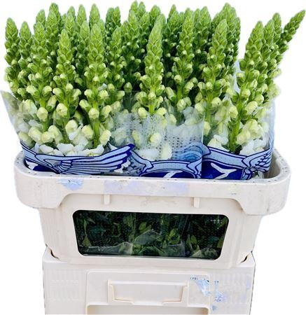 <h4>Antirrhinum Poto Earl White</h4>