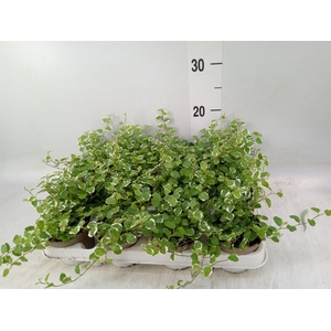 Ficus pumila 'White Sunny'