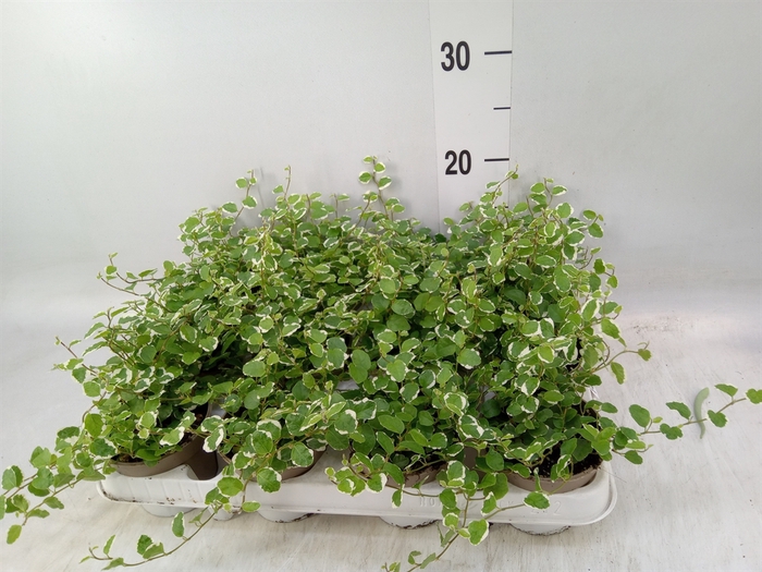 <h4>Ficus pumila 'White Sunny'</h4>