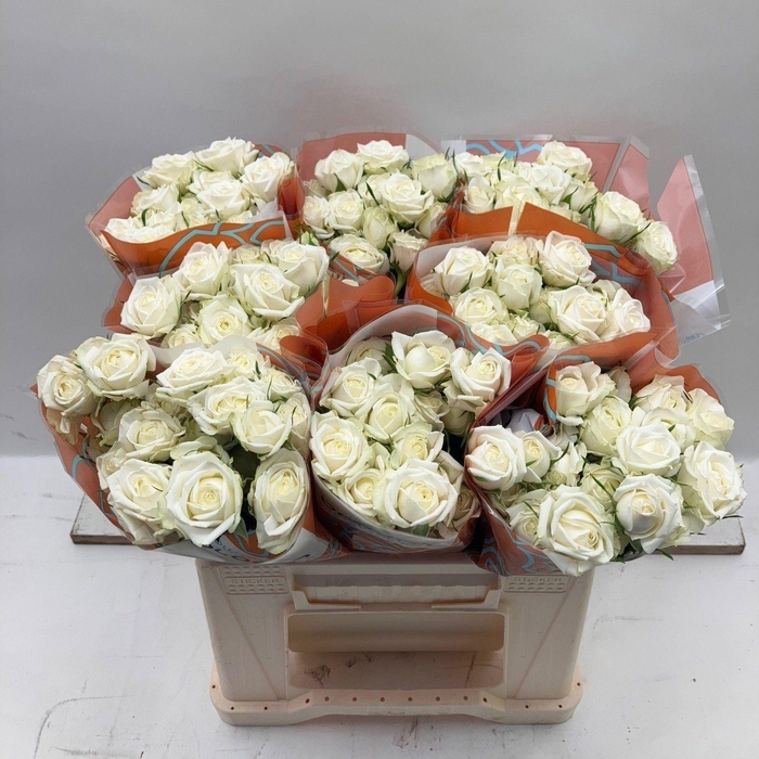 <h4>ROSA TR 'MILKY WAY'</h4>