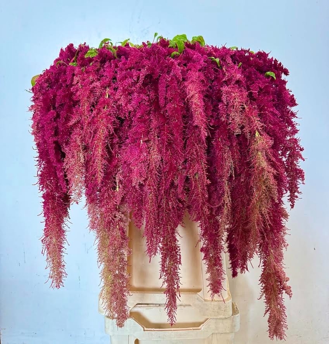 <h4>AMAR CA RED SPIDER</h4>