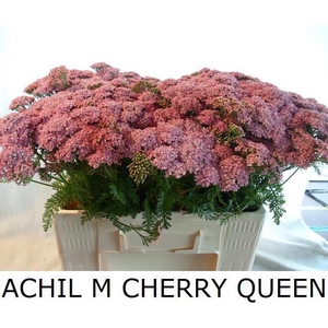 Achil M Cherry Queen
