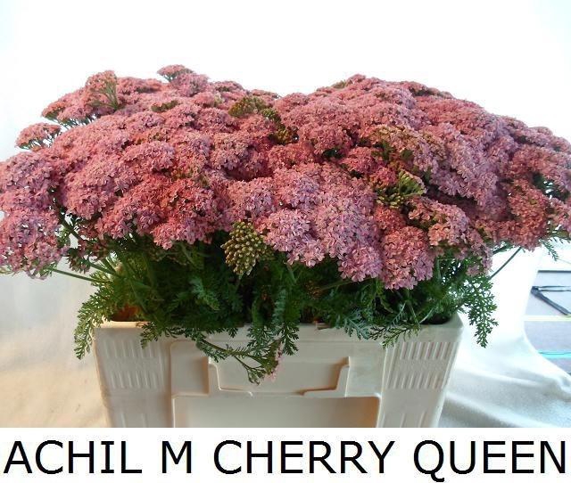 <h4>Achil M Cherry Queen</h4>