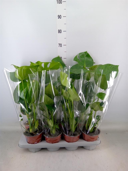 <h4>Monstera delic.</h4>