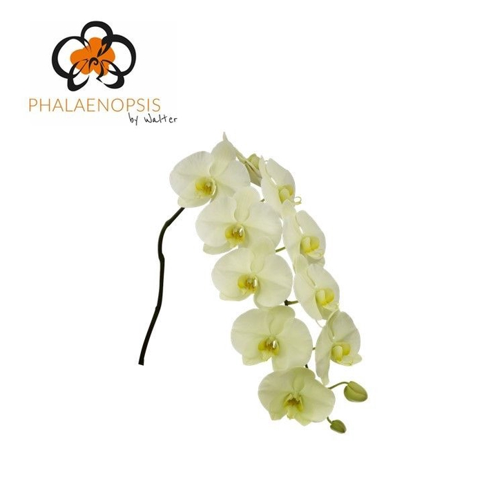 <h4>Phalaenopsis Limon bella 8-12</h4>