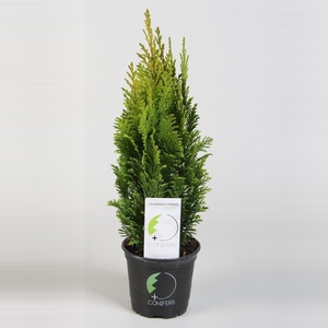 Chamaecyparis lawsoniana 'Empire' p11