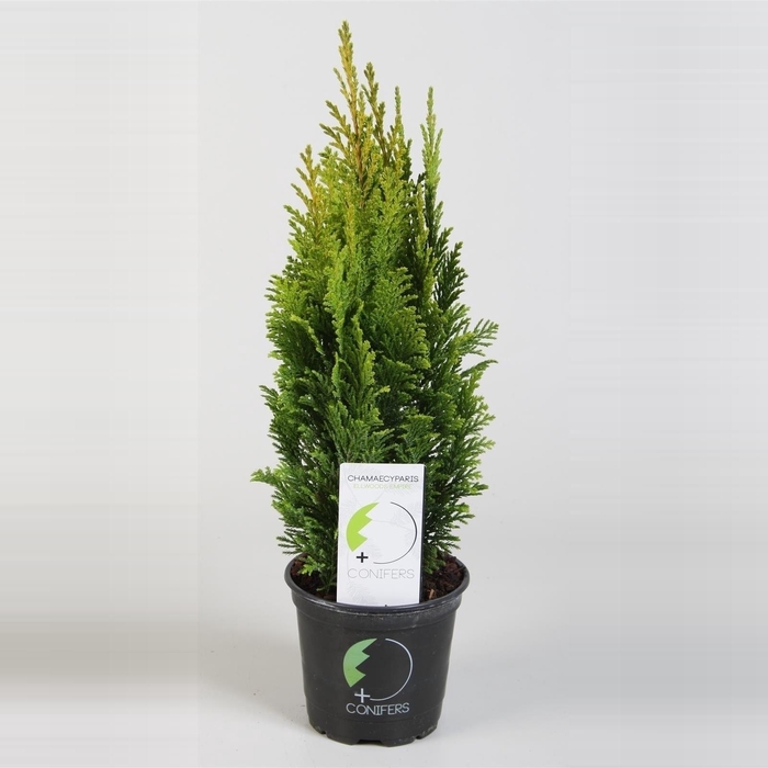 <h4>Chamaecyparis lawsoniana 'Empire' p11</h4>