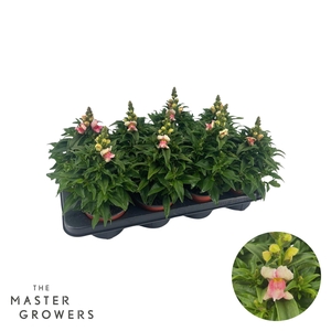 Antirrhinum majus bicolor pink