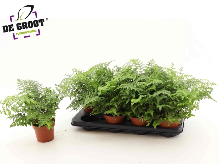 <h4>ASPLE PARVATI</h4>