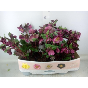 Helleborus  'Fkiss Charmer'