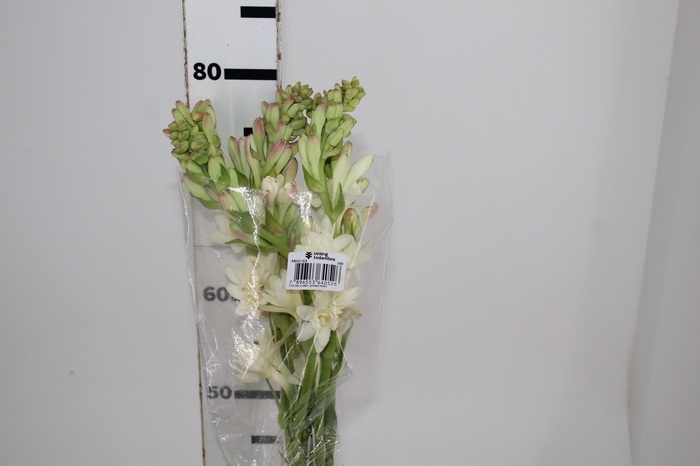 <h4>ANGELICA 080 CM</h4>
