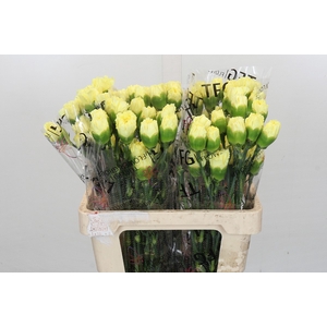 Dianthus St Bello+