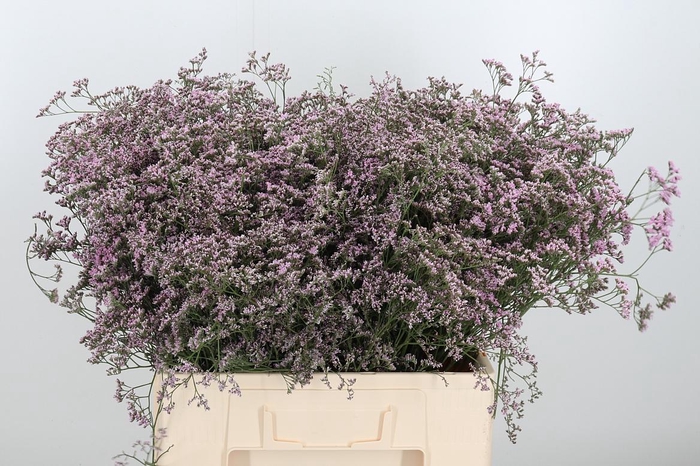 <h4>Lim Saf Oshi Pink</h4>