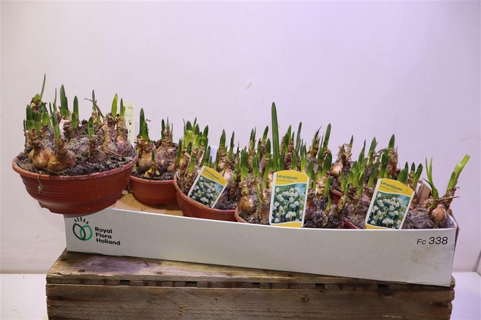 <h4>arr8 Leucoj Aestivum</h4>