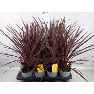 Cordyline austr. 'Red Star'