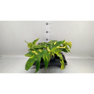 Epipremnum pinn. 'Cintho Goldfinge'