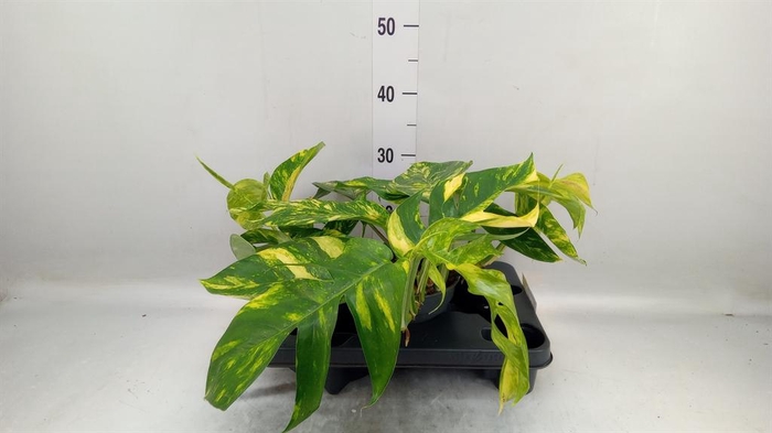<h4>Epipremnum pinn. 'Cintho Goldfinge'</h4>